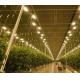 Customized Request Juxiang Tomato Cucumber Lettuce Structure Illuminating Greenhouse