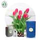 OEM ODM Service Aromatherapy Essential Oils Tulip Essential Oil For Massage