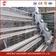 Field Installation Poultry Layer Cage 90/96/120/128/160/200 Capacity Nipple Drinker Star