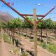 Farming Metal Open Gable Trellis System Vineyard Poles For Vine Plants