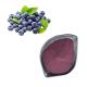 Pure Natural Blueberry Extract 25% Anthocyanin Bilberry Extract Powder