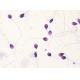 BRED-015 Sperm Morphology Staining Kit Diff Quik Rapid Staining Method