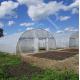 Classic Standard Greenhouse Tunnel Plastic Sheet Covering Vegetable Growth
