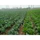 No Fleck Chinese Round Cabbage / No Pesticide Common Cabbage Small Size