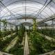 1209.00cm * 235.00cm * 239.00cm Customizable Film Greenhouse for Vegetable Farming