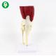Medical Supplies Spine Skeleton Model / Anatomical Knee Model With Muscle