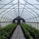 USA Market Single Tunnel Automated Greenhouse Blackout Systems For Herb Growing