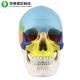 Colored Life Size Human Skull Model Medical Anatomical 19x15x21cm Customized