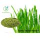 Green Natural Barley Grass Powder / Hordeum Vulgare L For Anti - Aging