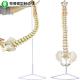 Medical Spinal Column Model Anatomical Pelvis European Shape White Color