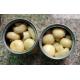 White Color Canned Whole Button Mushroom