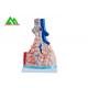 Professional Medical Teaching Models Human 3D Lung Model Natural Size