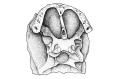 Advances of Cranial Morphology of Silurian Sarcopterygian Guiyu Oneiros