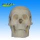 miniature plastic skull model anatomical skull model miniature model for medical teaching