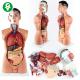 Medical Teaching Human Body Torso Model With Viscera Aids Children Learning