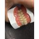 Heat Cured Ivoclar Full Acrylic Denture Dental Lab High Accuracy