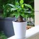 Bucket Shaped Plastic 18cm Height Self Watering House Plants