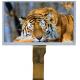 IPS TFT LCD Panel Touch Screen TFT Monitor 10.1 Inch 1920*1200 With LVDS Interface