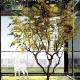 Modern Artificial Maple Tree 2m Height For Commercial Buildings