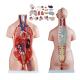 Medical Education 85cm Torso Anatomy Model With 23 Parts