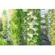Environment Friendly Soilless Hydroponic System 75*50mm NFT Lettuce System