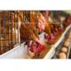 Modern Type A Farm Building Poultry Cage For Layers Automatic System