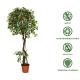 Custom Size 200cm Cherry Artificial Landscape Trees With Fruits Green In Four Seasons