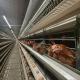 ISO9001 Automatic Poultry Layer Cage System 50000-200000 Birds