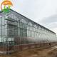 3m Height Large Glass Greenhouse for Tomato Planting in Skeleton Design Customized