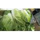 Nutrient Small Chinese Cabbage / Chinese Leaf Cabbage HACCP / GAP Standard