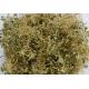 Dichondra repens Forst whole plant herb medicine treat for hepatitis Ma ti jin