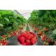 Silver Black Agriculture Film Plastic Strawberry Blueberry PE Protective
