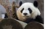 Meilan, a panda at the Chengdu Panda Base, to be the Earth Hour Global Ambassador