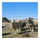 Galvanized Sheep Farm Fence Heat Treated Heavy Duty Fixed Knot Woven Wire Field Game Fence