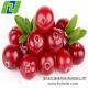 cranberry extract proanthocyanidins 25%-50%