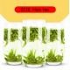 Improve Health Chinese Green Tea Mao Feng Green Tea Protect Your Brain In Old Age