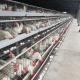 Galfan Wire Poultry House Layer Chicken Cage For Laying Eggs