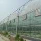 Modular Agricultural Greenhouse For Sale Dome Roof Cover Film Side Cover Multi Span Cucumber Lettuce Growing