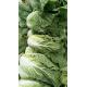 Eco Friendly Organic Chinese Cabbage For Restaurant No Pesticide