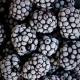 IQF Blackberries whole fruit, dark or deep red, calibrated or uncalibrated