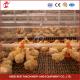 High Durability Poultry Broiler Chicken Cage System 112 Birds  Iris