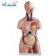 PVC Human Torso Model 85cm Tri - Sex Torso 21 Parts For Teaching Demonstration