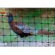 Rust Proof Plastic Pheasant Netting Fencing, Plastic Poultry Netting, PP Materials, Black Color, 2M High