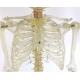 Transparent Educational Body Parts Models / Full Anatomical Skeleton Educational Model