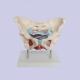 Tasteless Pvc Female Pelvis Anatomy Model With Pelvic Floor Muscle