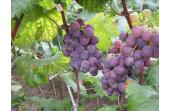 Grape Valley Turpan