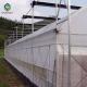 Agriculture Planting Large Plastic Film Multi Span Greenhouse 5.3m