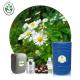 Pain Relief Pure Orgnic Chamomile Essential Oil Candle Making