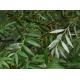 White willow Bark Extract  Salicoside 25% 98%