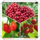 Hot selling in 2016 Acerola Cherry Extract 5:1